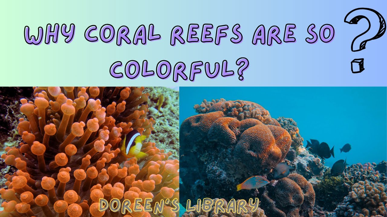 Coral Why - Why Coral Reefs are So Colorful?