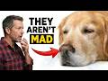 Dog behavior explained: Why dogs sigh heavily when you sit down (The Science of Trust)