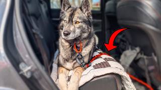 Is This the Softest Backseat Dog Bed Ever Made? screenshot 2