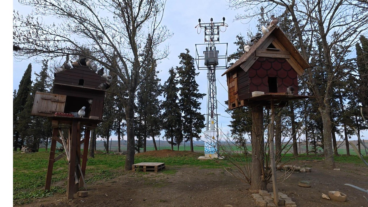 Tumbler Pigeons Flying, Rolling & Feeding 🕊️ Amazing Outdoor Action