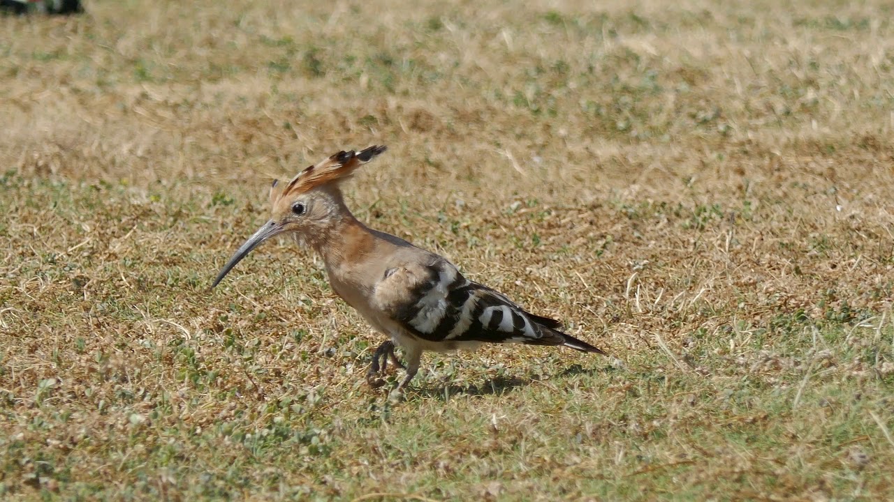 Huppe Fasciée Upapa Epops Hoopoe الهدهد דוכיפת