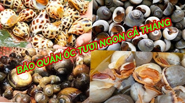 Mẹo bảo quản CÁC LOẠI ỐC, HẢI SẢN  CẢ THÁNG vẫn tươi ngon rất đơn giản.