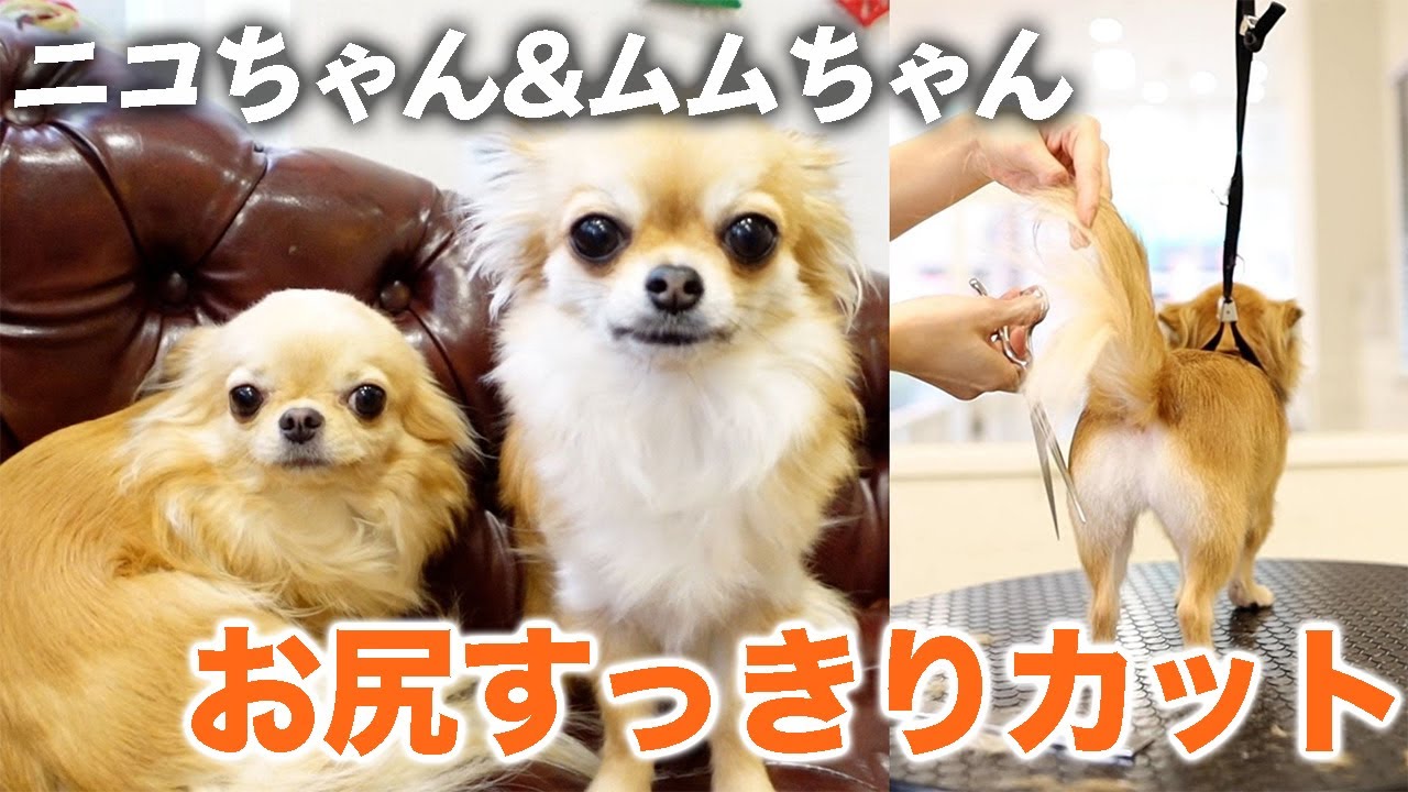 【チワワトリミング】仲良しニコちゃん＆ムムちゃんのトリミング風景をお届けします♪【お尻すっきりカット】