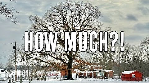 How to Estimate the Cost of Tree Work