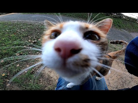 公園の野良猫をナデナデしていると膝の上に乗ってきてカワイイ