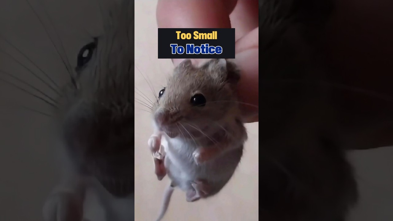 Saving a Tiny Life From the Street