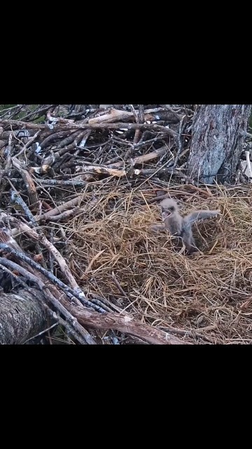Trempealeau Eagles ~ TE3 defends the nest 💪 ~ 4/24/2025 / explore.org #baldeagles #eaglecams