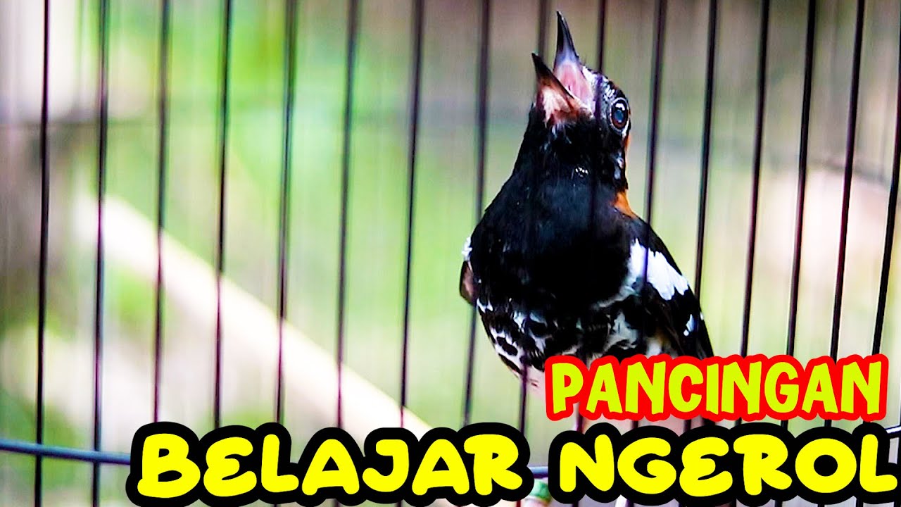 ANIS KEMBANG NGEROL SANTAI, MELATIH ANIS KEMBANG MUDA BELAJAR NGEROL