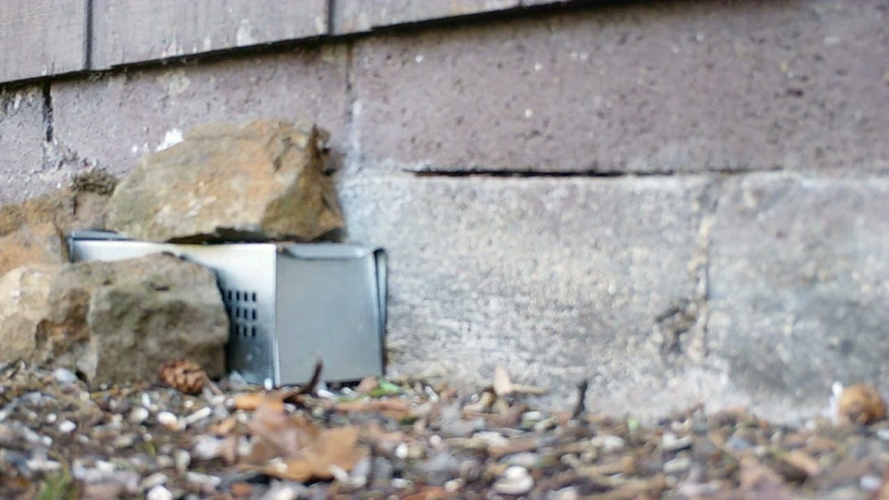 Catching A Chipmunk in a Safeguard Rodent Trap