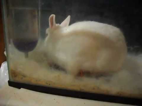 Rabbit giving birth 
