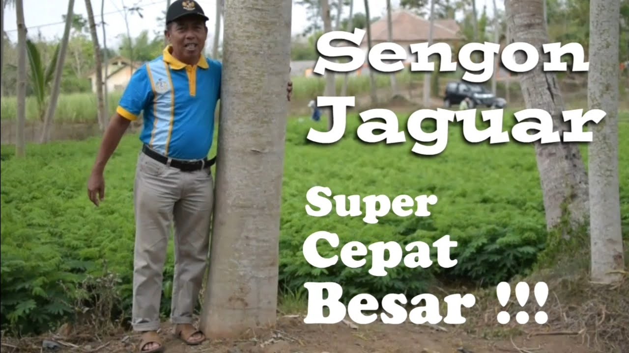 Sengon Jaguar, Bibit Unggul Cepat Besar dibanding Solomon