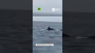 A video shows a pink dolphin swimming off the coast of Qantab beach