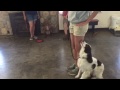 Teaching a high stepping dog