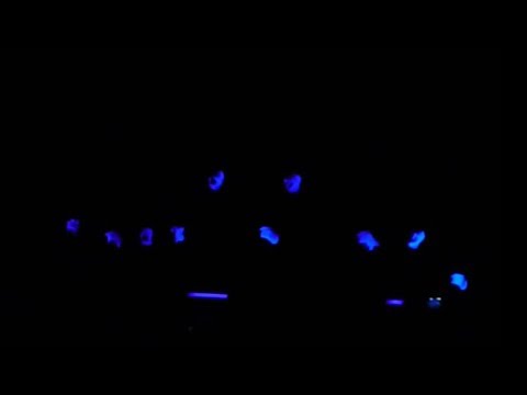 Carol of the Bells (the best black-light performan...