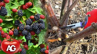 I prune blackberries only in this way to get HUGE yields