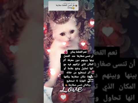 هل تنسى القطط صغارها فصل القطط عن صغارها