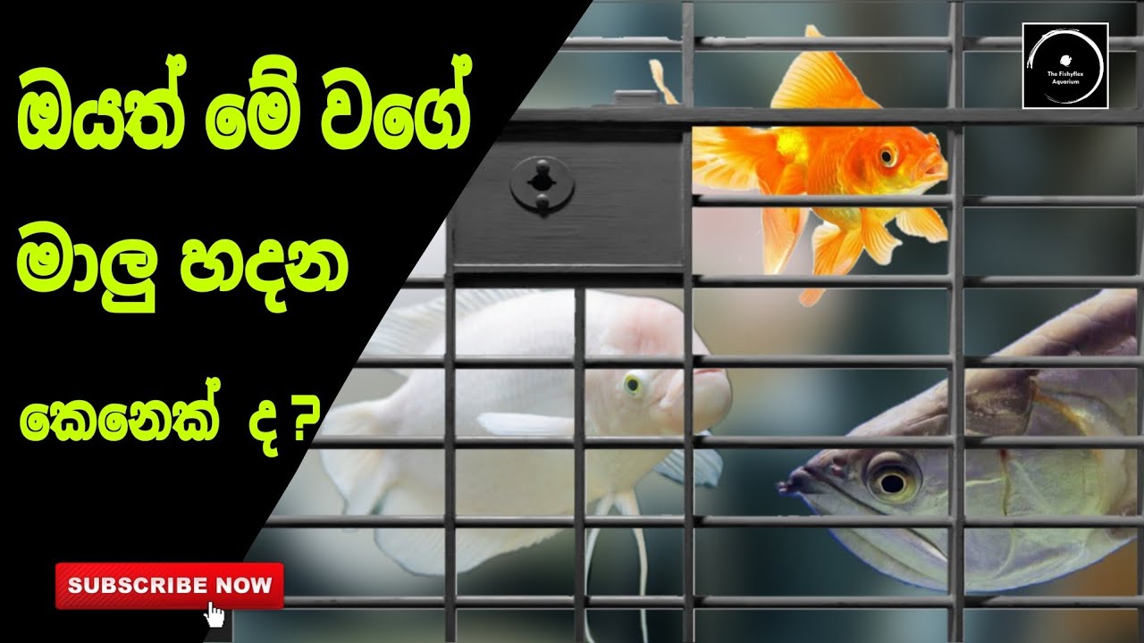 Fish Home or Fish Prison? ඔයත් මේ වගේ මාලු හදන කෙනෙක්ද ? In Sinhala