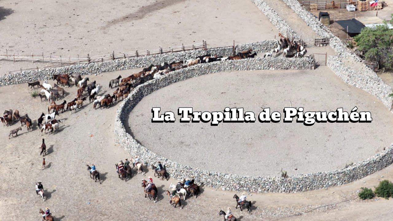 Como es una Bajada de Yeguas en Piguchen Arrieros de Valparaíso Chile bajando tropilla de Yeguas