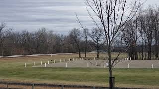 Wild Turkeys!  Watch them run at the horse track! by Birds and Friends 265 views 1 year ago 32 seconds