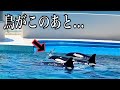 【衝撃映像】シャチの群れに鳥が... 鴨川シーワールド