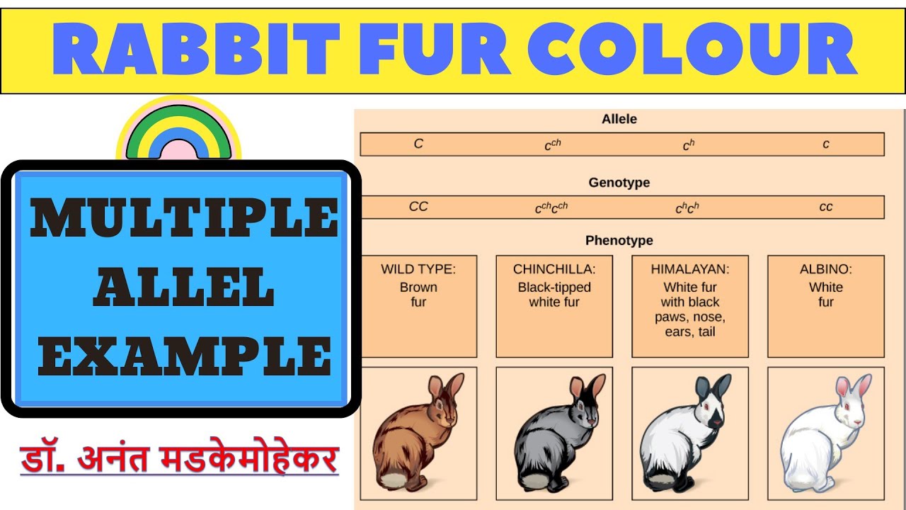 multiple-alleles-rabbit-fur-colour-multiple-allel-example-youtube