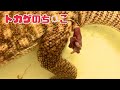 これがトカゲのおちんちんです。ぴょんぴょん動きます