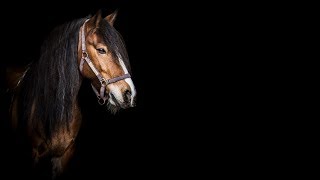 Centuries [Equestrian Music Video]