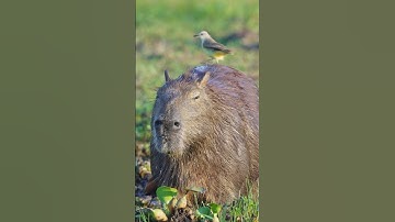 The Capybara Song Official Music Video 🎶🎶 #capybara #capybaras #shorts #capybarasong