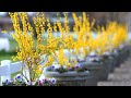 Forsythia Update!!! 🌿