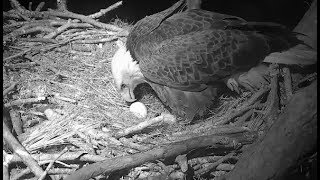 AEF-NEFL Eagles ~ Gabrielle LAYS FIRST EGG Of 2020 Season!!! 💖💞 1.13.20