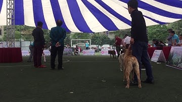 Dog show H