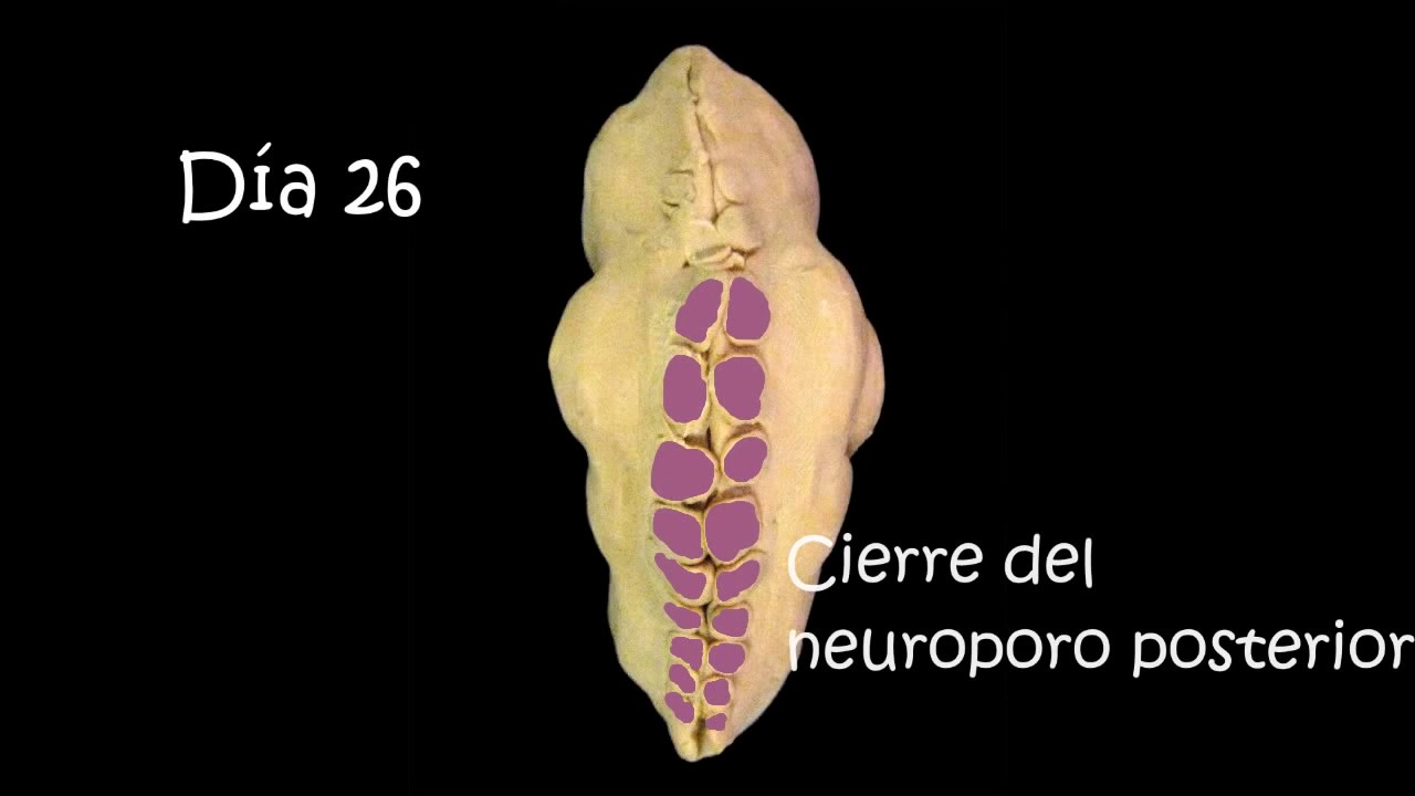 Formaci n Del Tubo Neural YouTube formaci-n-del-tubo-neural-youtube