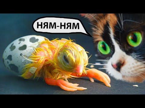 ЧТО СЛУЧИЛОСЬ С ЦЫПЛЯТАМИ?