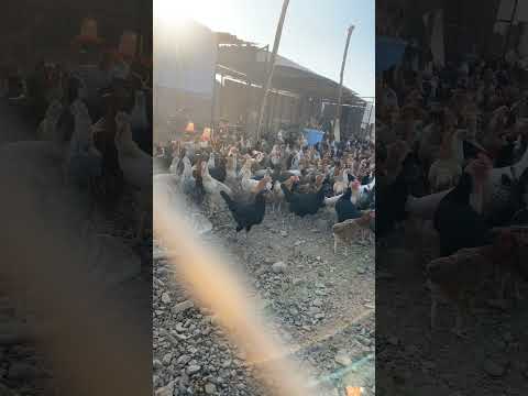 دجاج بلدي رجاء خاص الكل يشترك بالقناه عشان يوصلكم كل جديد