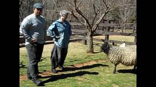 Raising Gotland Sheep
