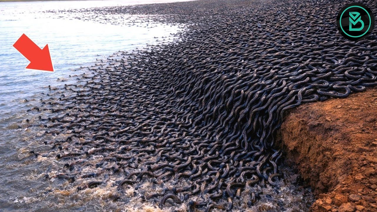 Những khoảnh khắc thiên nhiên Kỳ lạ và Hiếm gặp nhất thế giới mà bạn chưa bao giờ nhìn thấy