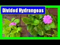 Easy Way to Split & Propagate Hydrangea Plants  | How to Divide & Multiply Hydrangeas