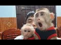 Last video Let Thien go with lover Monkey Sam Asher Jr Goodbye Thien