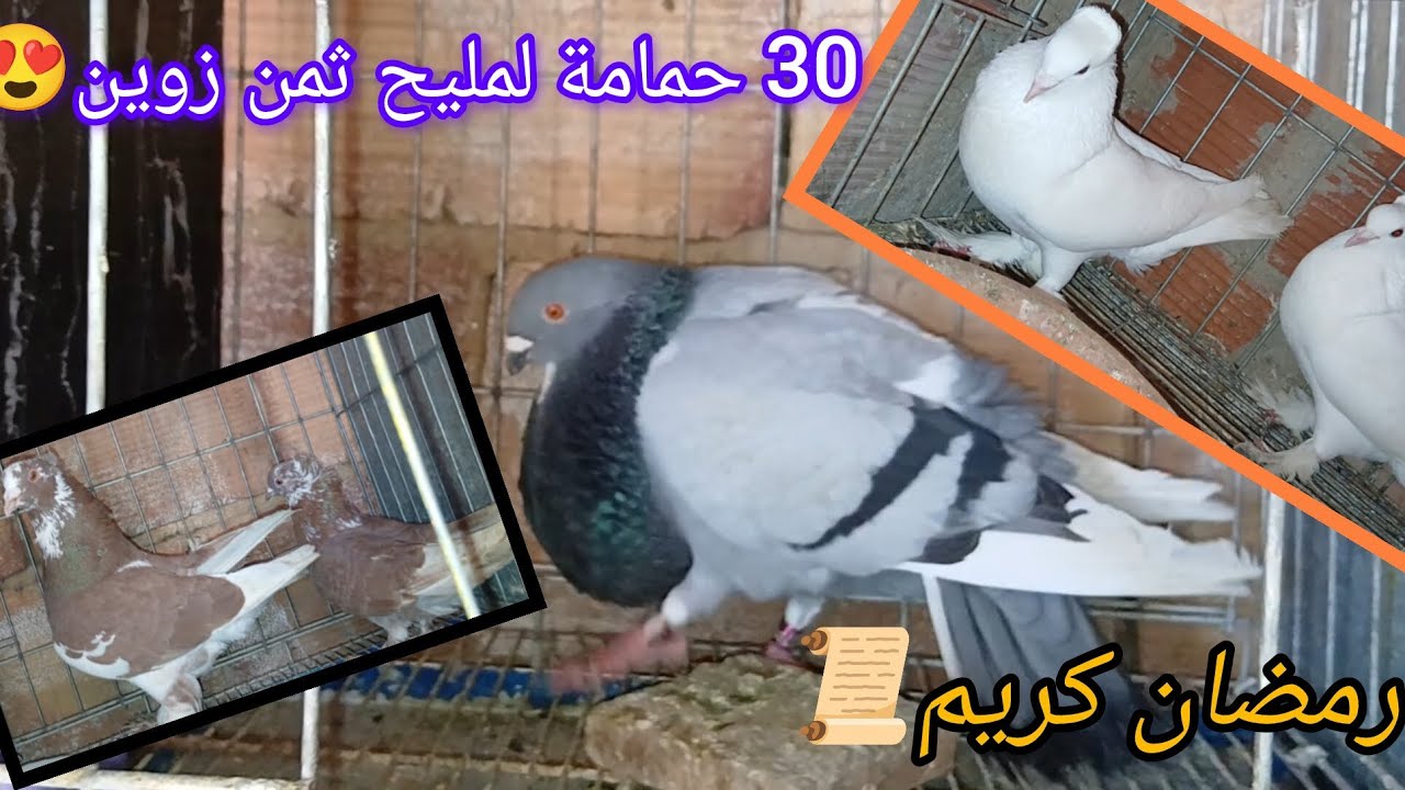 بووم 30 حمامة لمليح😍 مع فيصل و أحمد حمام الزينة 💥 الثمن جد مناسب🤑 مع رمضان📜