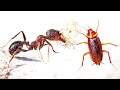 當蟑螂遇到兇猛螞蟻，會發生什麽？Cockroach VS Ant