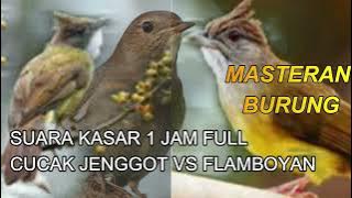 SUARA KASAR CUCAK JENGGOT VS FLAMBOYAN