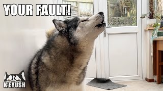 Husky Yells at Me For Scaring Off His Pigeon Friend!