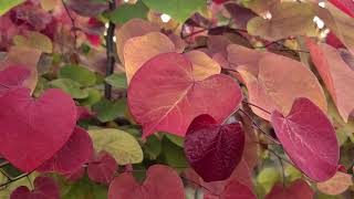 Cercis Flame Thrower (Redbud) / SPECTACULAR Small Tree  Sensational Red, Yellow & Green Leaves