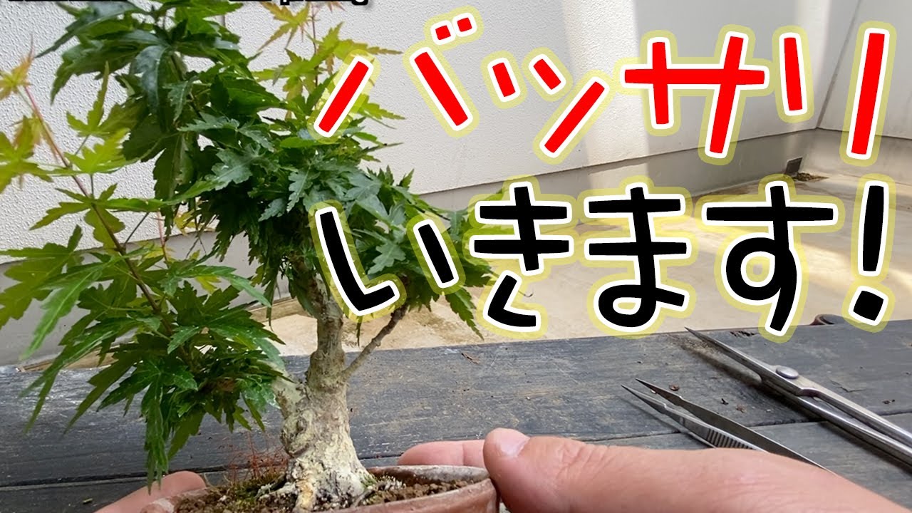 琴姫もみじの葉透かし と剪定kotohime Maple Leaf Watermark And Pruning Youtube