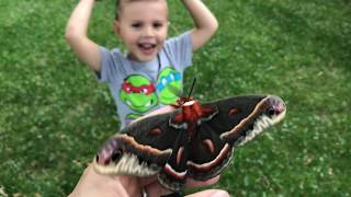 Cecropia Moth, Recently Hatched