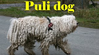 Puli Pranks: Hilarious Shenanigans of a Playful Pup by The Designer Dogs 11 views 1 month ago 2 minutes, 8 seconds