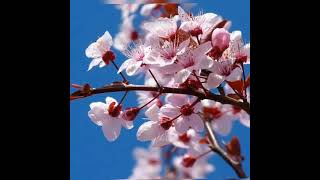 Relaxing Ambient Music & Beautiful Flower Blooming Timelapse - Chill Out & Meditate Sounds , Relax