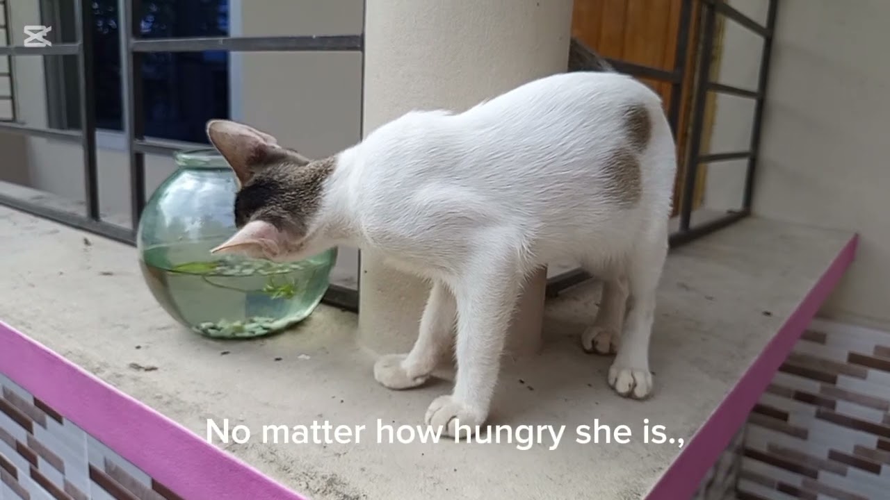 Our Aquarium Fish Had Babies!  + Funny Cat Reaction  | Life in English