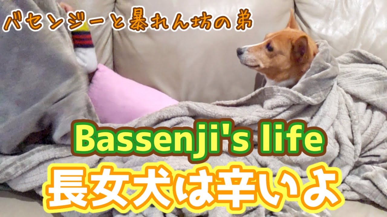 バセンジーと小人 Basenji S Life In California 長女犬は辛いよ Youtube