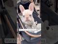 Adorable Frenchie